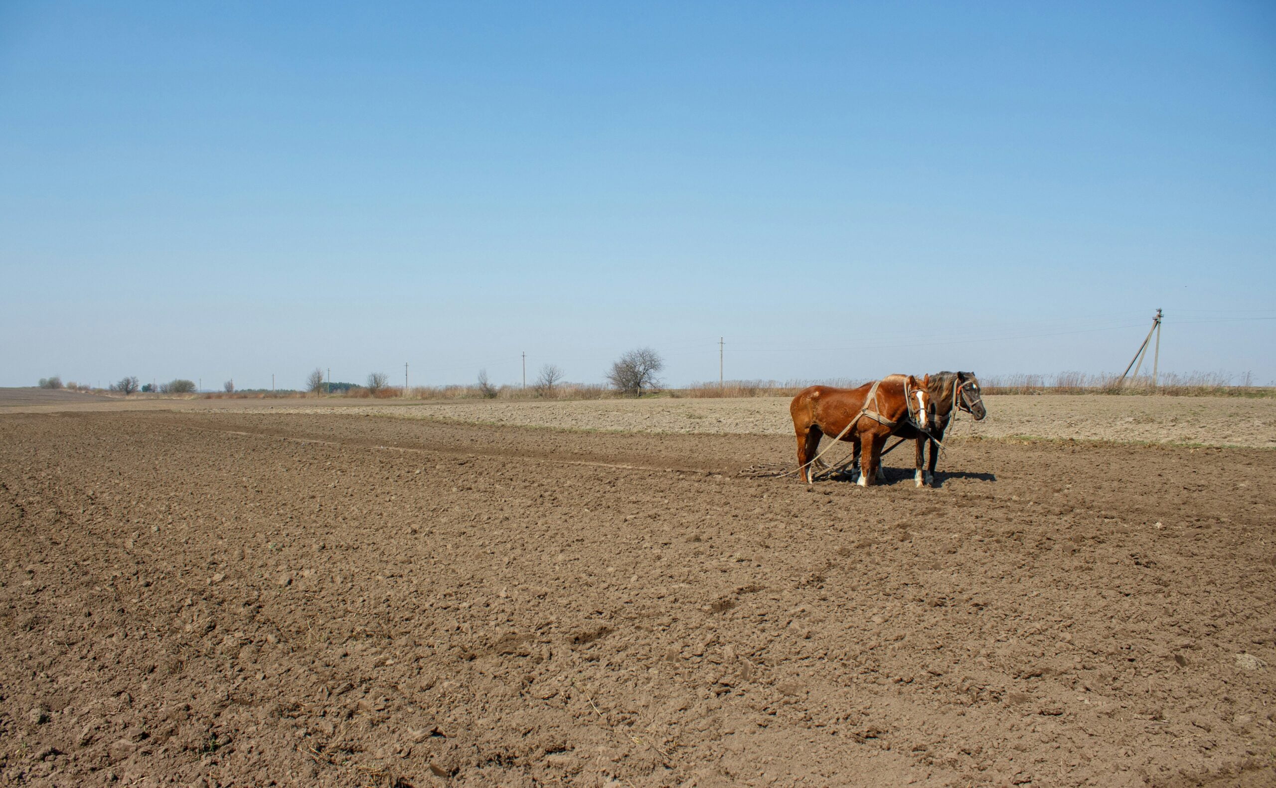 a horse is standing in a plowed field