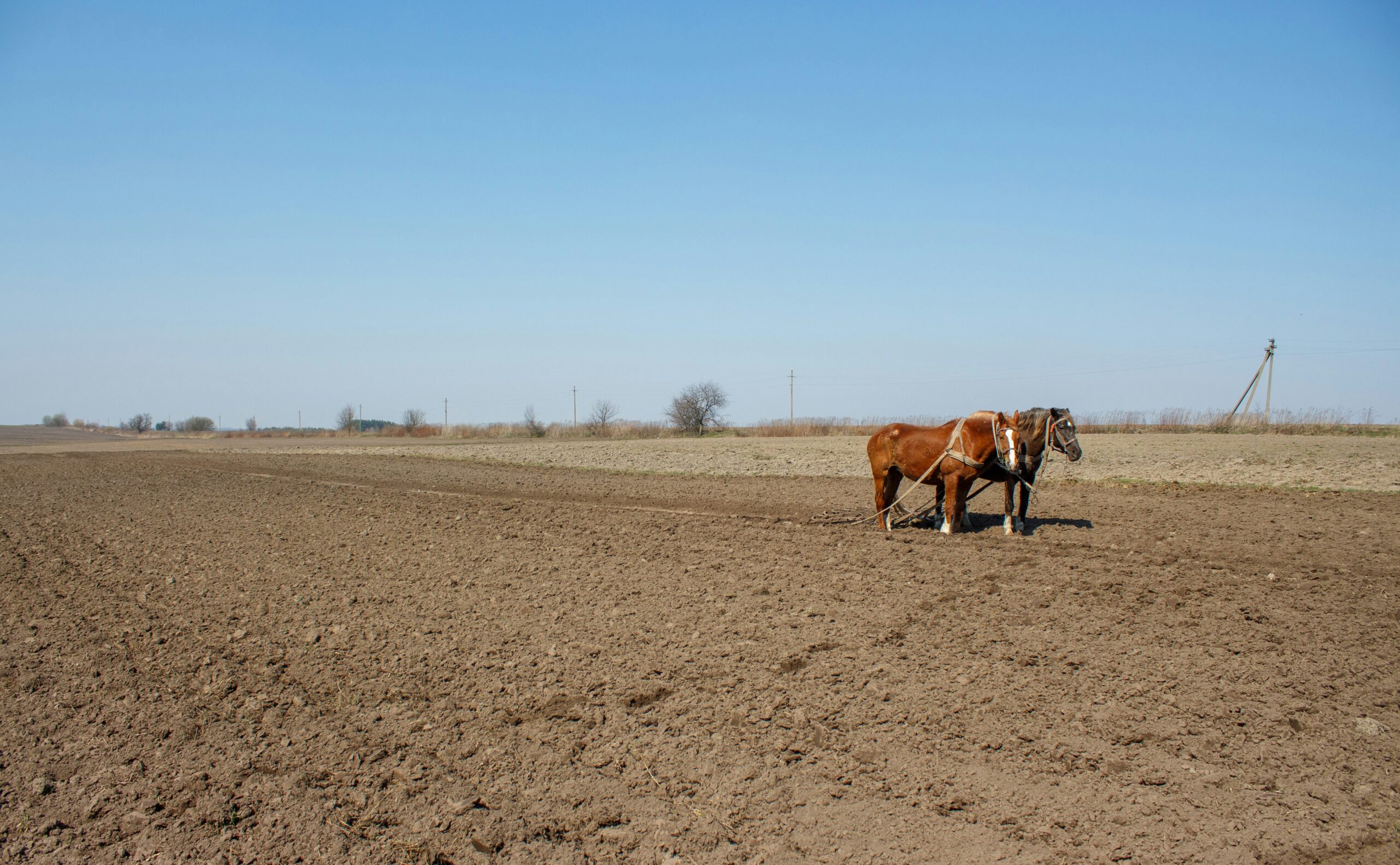 a horse is standing in a plowed field